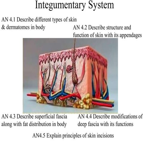 Integumentary  system