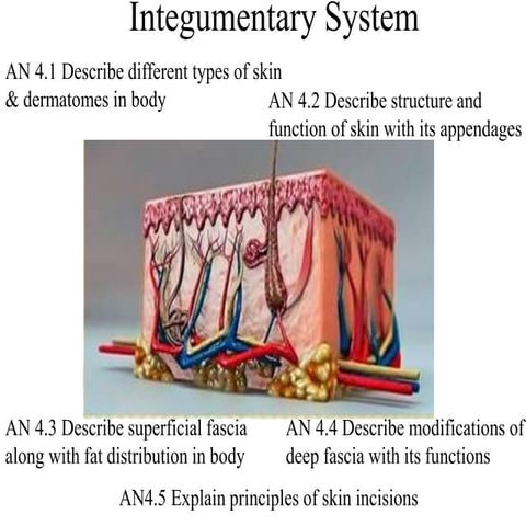 Integumentary  system -mbbs.pptx