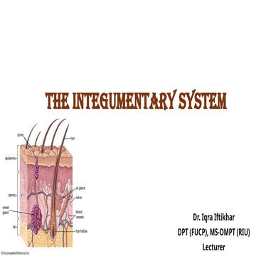 Comprehensive Overview of Epidermal Cell Types in the Integumentary ...