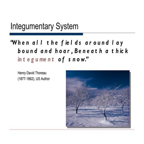 Integumentary System