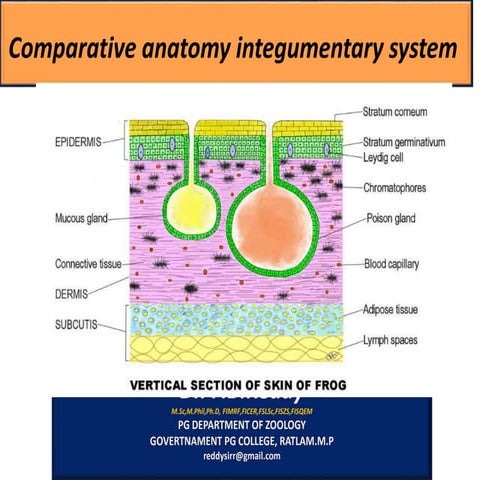Integument of vertebrates