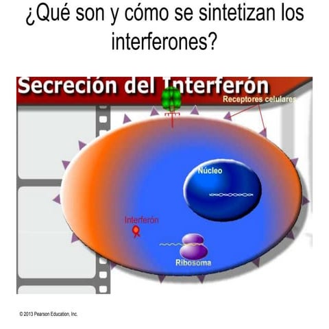 Interferones. ¿qué son y cómo se sintetizan?. PowerPoint sobre ese tema del sistema inmune, cuarto medio, plan común