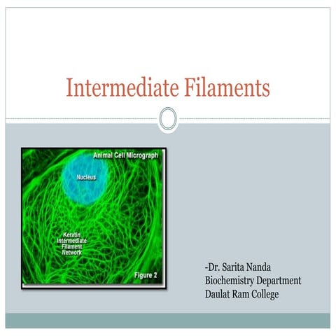Intermediate filaments