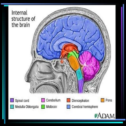 Internal Brain Structure & Cranial Nerves | PPT