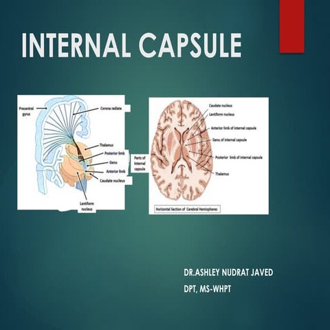 Internal Capsule-Anatomy | PPTX