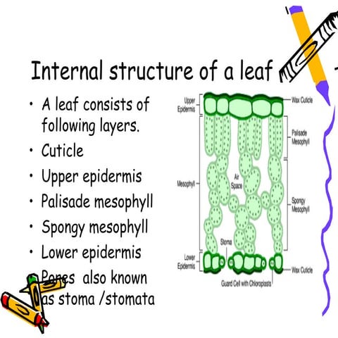 Internal structure of a leaf
