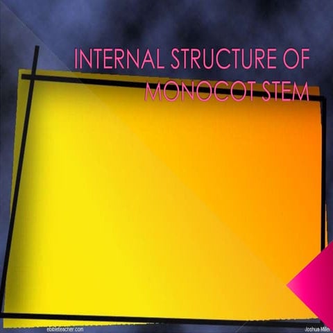 Internal structure of monocot stem