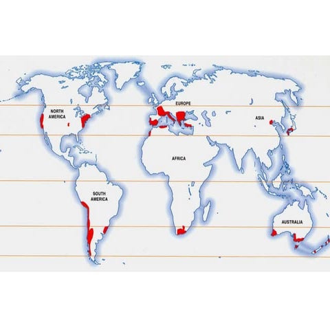 International enography updated2020