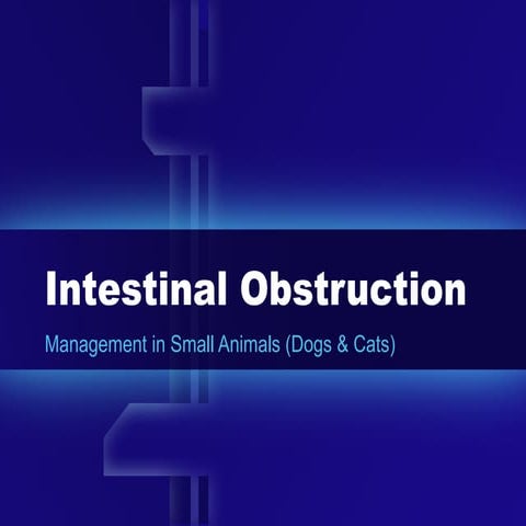 Image showcasing Intestinal obstruction in small animals | PPT