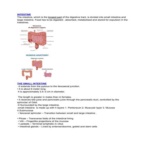 Small intestine | PPTX