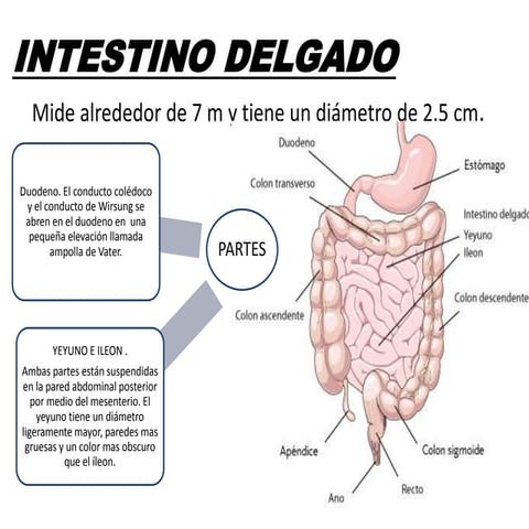 Intestino delgado | PPTX