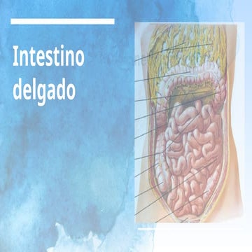 YEYUNO E ILEON, ANATOMIA, RELACIONES, IRRIGACION, INERVACION. | PPTX