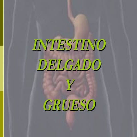 Intestino delgado y grueso
