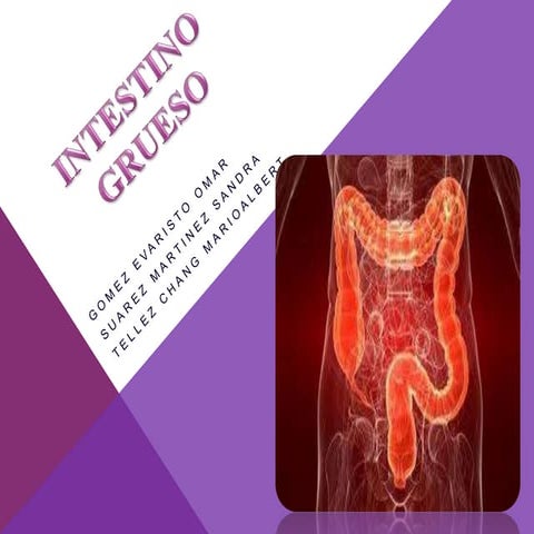 Intestino grueso