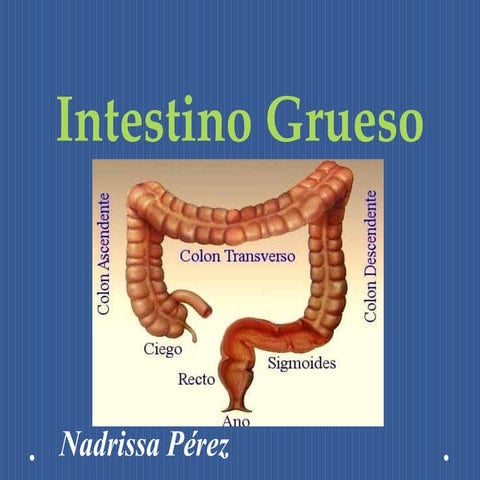 Intestino grueso