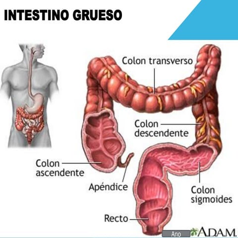 Intestino | PDF