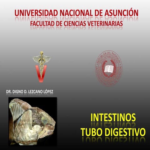 Intestinos tubo digestivo de los animales domesticos