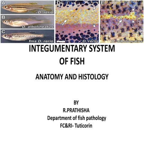 Inteugmentary system of fishes