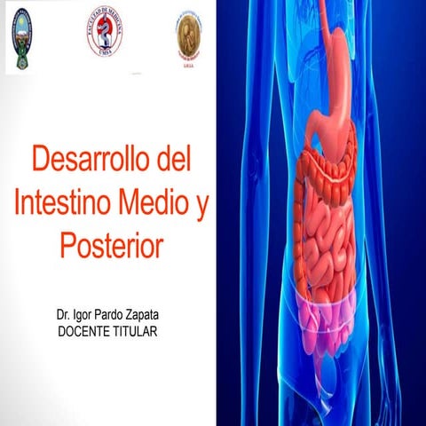 Desarrollo normal del Intestino medio y caudal. 2018. Dr. Igor Pardo ...