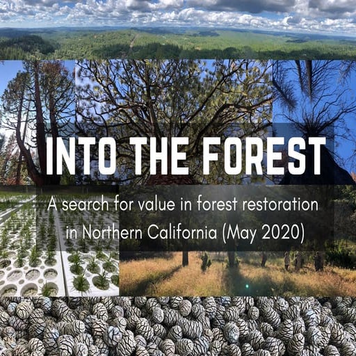 Advancing a Reforestation Project Under the CCAR | PPT