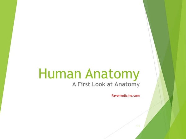 Basic Human Anatomy Ppt Powerpoint 1 Basic Human Anatomy Ppt Powerpoint 1