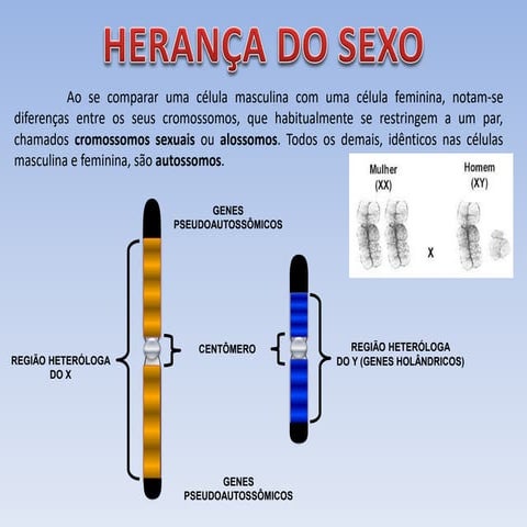 5 - Padrões de Herança | PPT