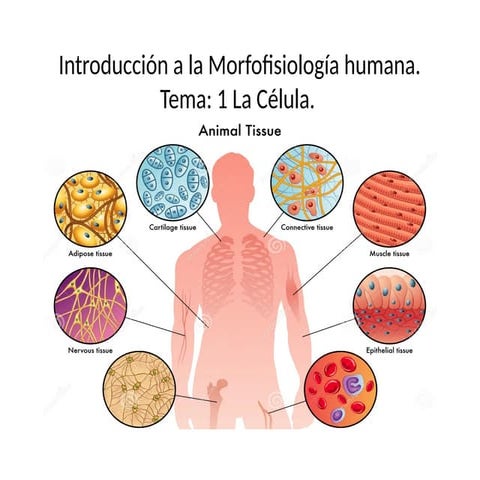 Comprehensive Overview of Human Morphophysiology: Structure, Function ...