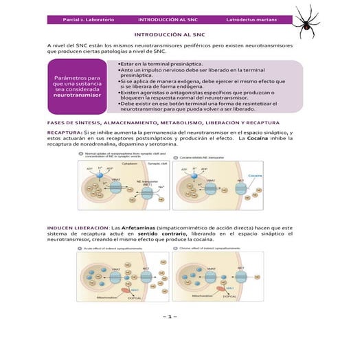 Introducción al snc
