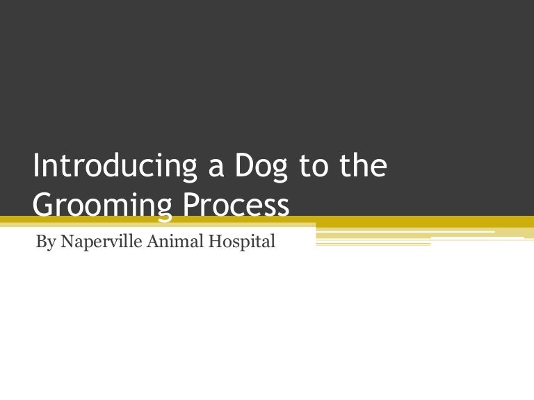 Introducing a Dog to the Grooming Process