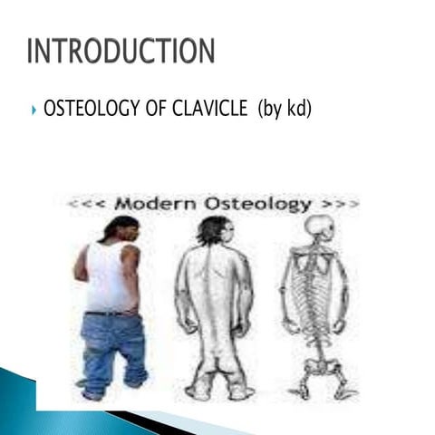 osteology of clavicle