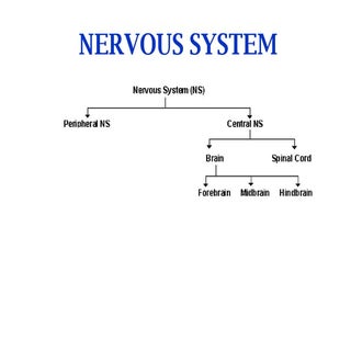 Introduction to nervous system