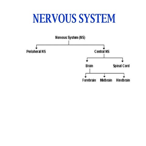 Introduction to nervous system