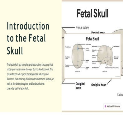 Introduction-to-the-Fetal-Skull.pptx obstetrics and gy