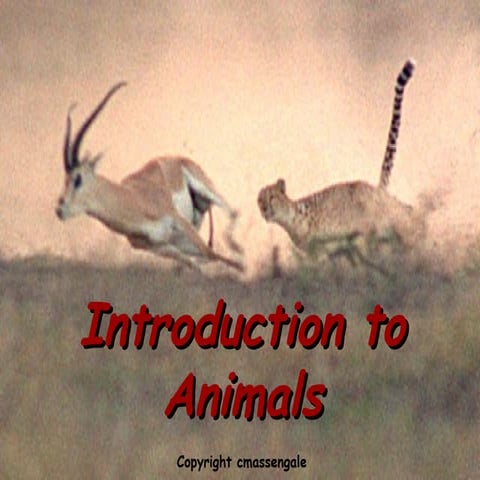 Introduction to animals