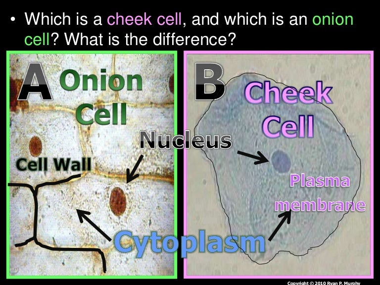 Introduction to Cells, Cheek Cell and Onion Cell Lab, Lesson PowerPoi…