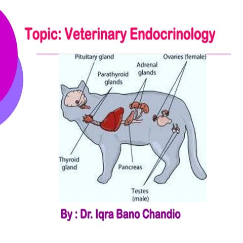 Introduction to Endocrinology 