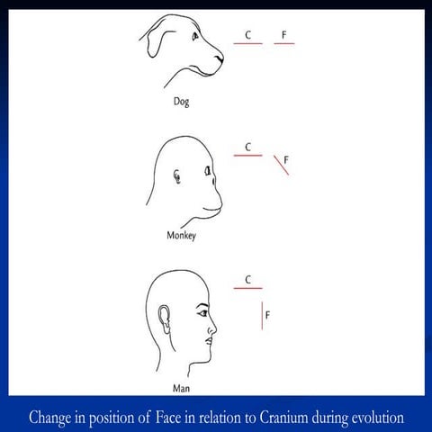 Comprehensive Anatomy of the Head and Neck: Evolution, Structure, and ...
