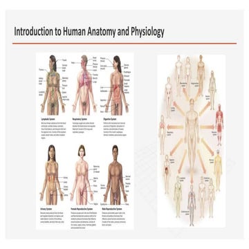 Introduction to Human Anatomy and Physiology 