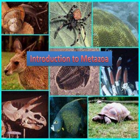 Introductionto metazoa 2012
