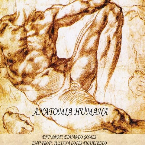 Introdução à anatomia