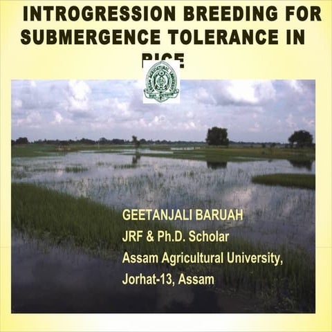 Introgression breeding for rice submergence tolerance_geetanjali