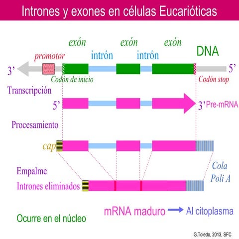 Intrones exones en células eucariotas | PPT