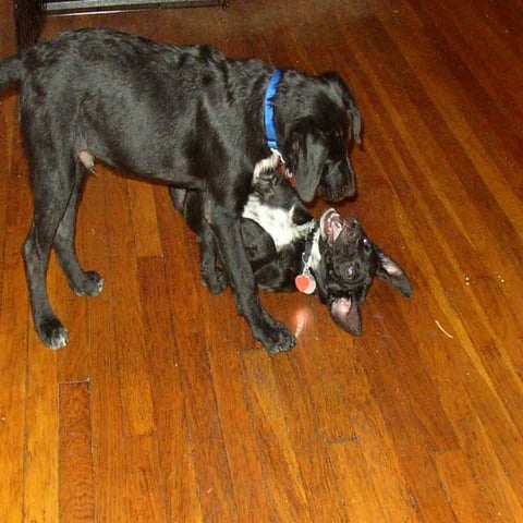 Intro to DNA.ppt for grade 10 presentation slides