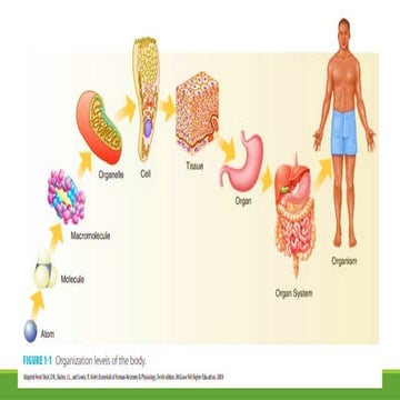 Grade 9 SCIENCE Introduction to Respiratory System.pptx