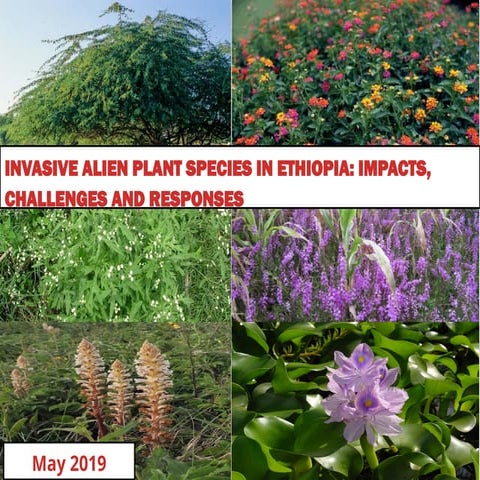 Impact of invasion of alien plant species on ppt.pptx