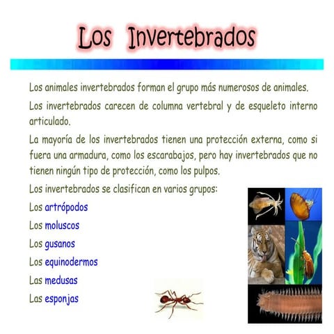 Invertebrados