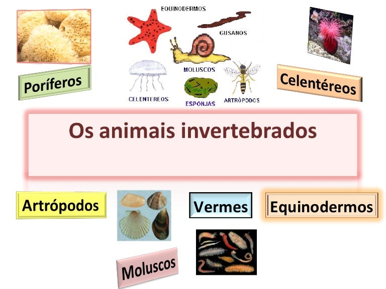 Como é Feita A Movimentação Dos Animais Invertebrados