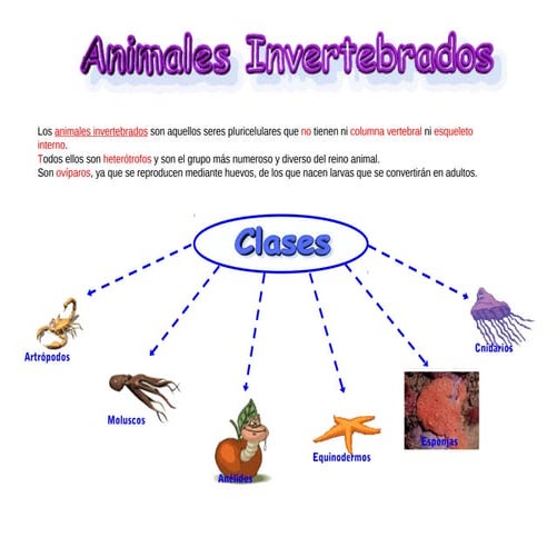 Invertebrados