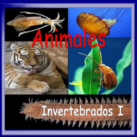 Invertebrados poriferos cnidarios anelidos