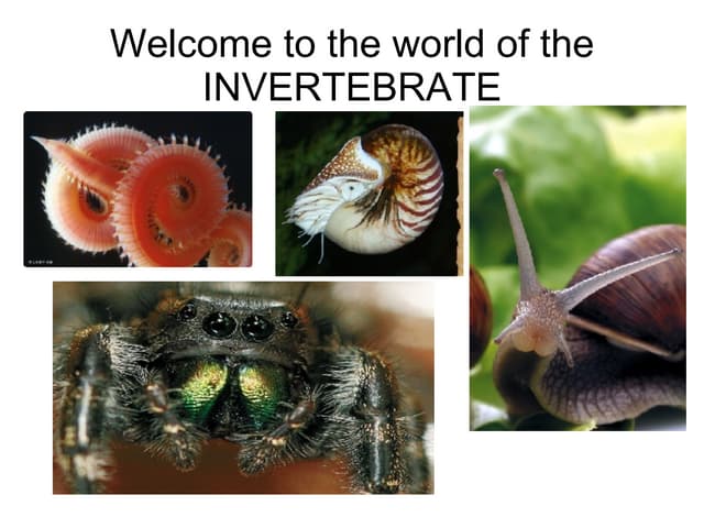 Invertebrate Power Point Final